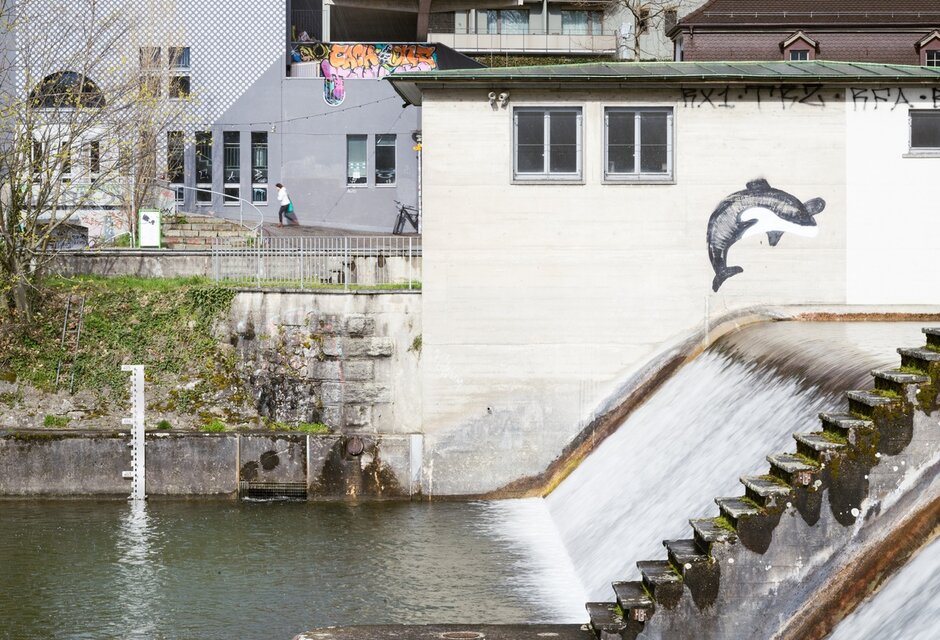 Graffiti Orka an Hauswand springt den Fluss hinauf